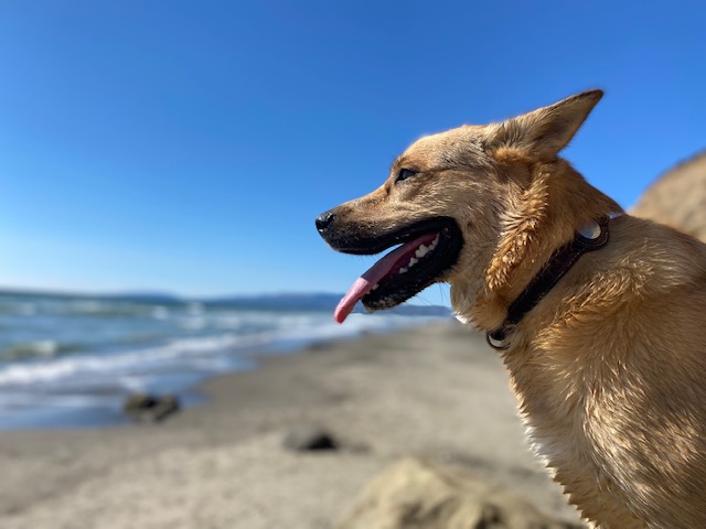 A happy dog enjoying the beach