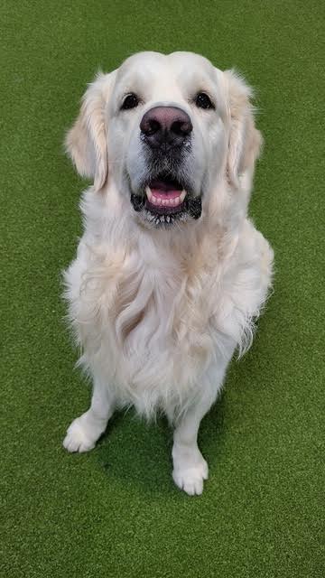 Golden retriever