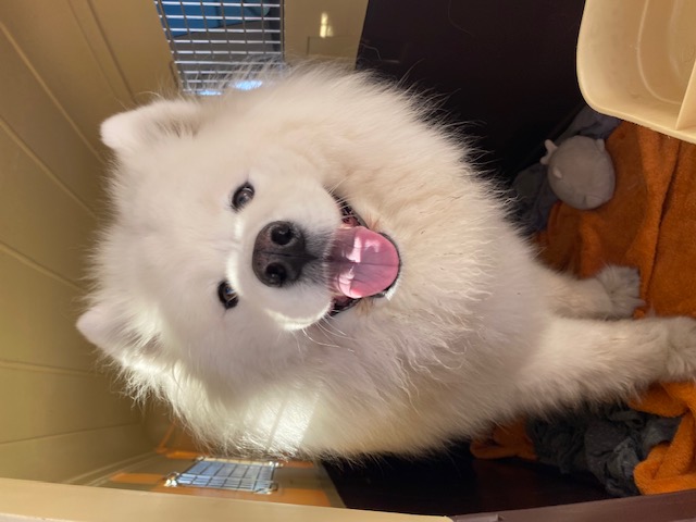 A smiling white Samoyed traveling with Pet Hustle